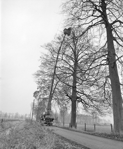 882246 Afbeelding van het snoeien van een boom door medewerkers van de gemeentelijke plantsoendienst, langs een ...